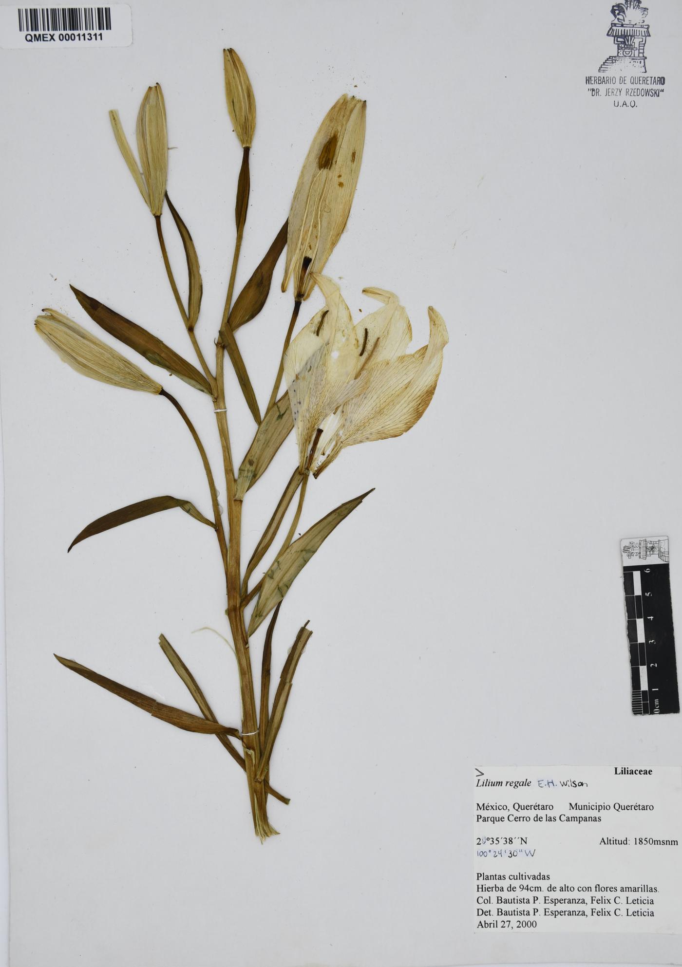 Lilium regale image